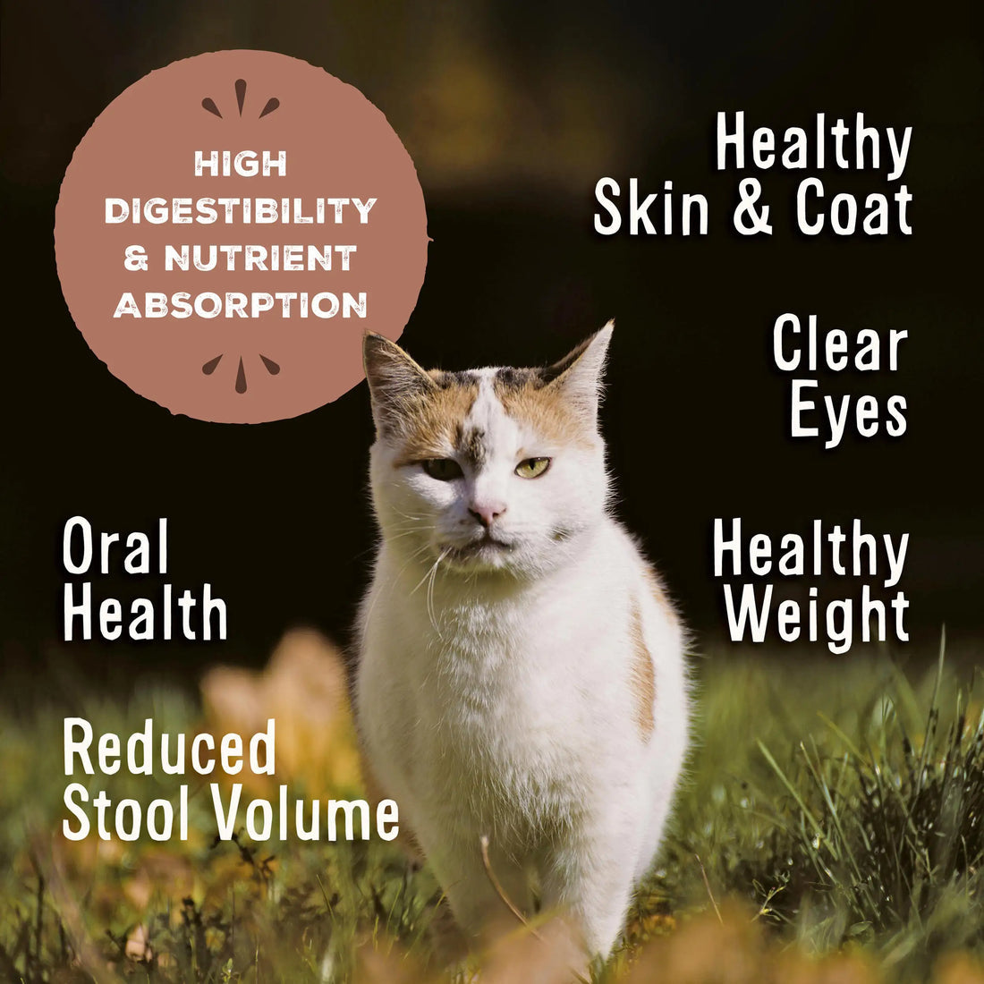 Primal Feline Chicken & Salmon Freeze-Dried Formula