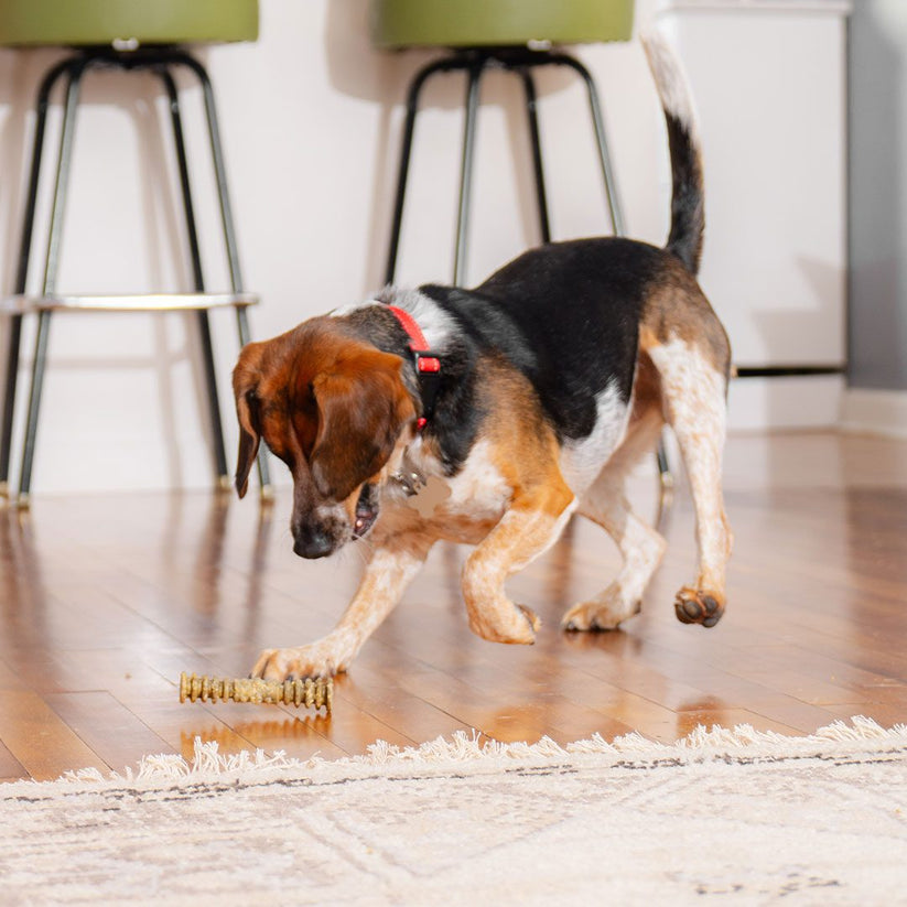 Stella & Chewy's Dental Delights Small
